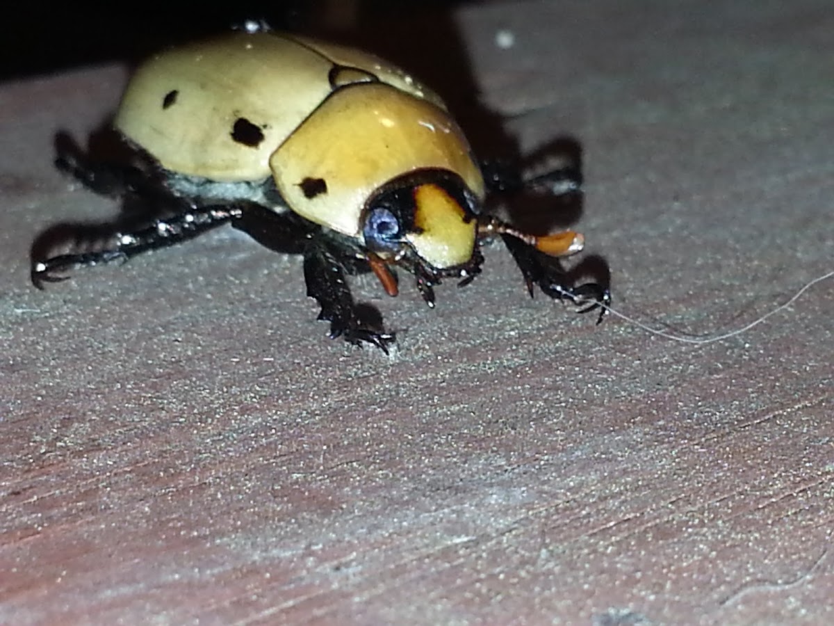 Grapevine Beetle