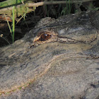 American Alligator