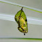Common Crow (Oleander) Butterfly chrysalis