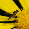 hoverfly, Toxomerus Syrphid Fly