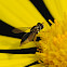 hoverfly, Toxomerus Syrphid Fly