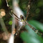 Mangrove St. Andrews Cross Spider