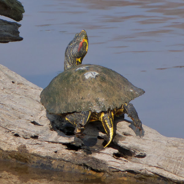 Red-eared Slider turtle | Project Noah