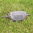 Common Snapping Turtle