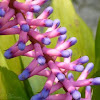 Matchstick Plant