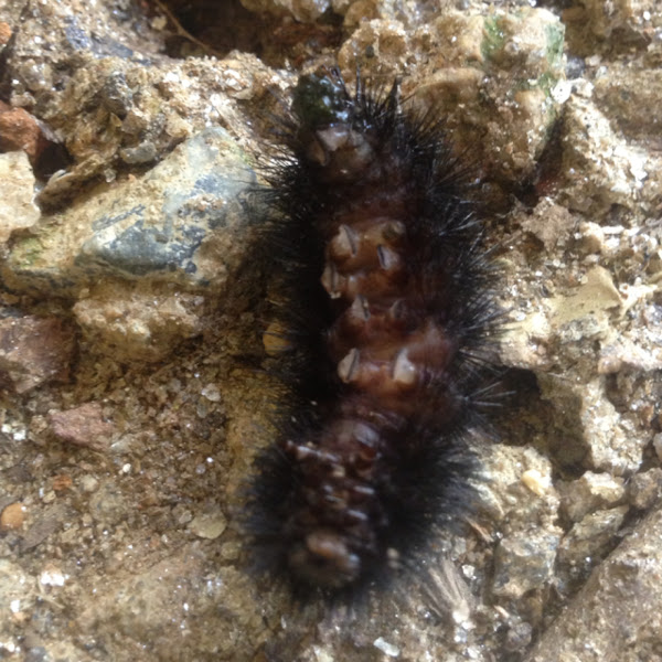 Giant Leopard Moth caterpillar Project Noah