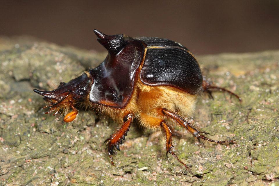 Geotrupid Beetle