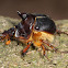 Geotrupid Beetle