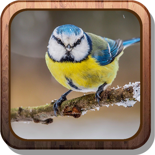 Winter birds HD Live wallpaper LOGO-APP點子