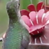Ruby-throated Hummingbird (video)