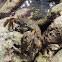 Red Rock Crab        Sally Lightfoot