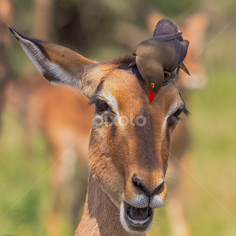 by RN Nobby Clarke - Animals Other