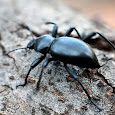 California Coleoptera