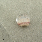 BABY Cannonball Jellyfish