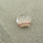 BABY Cannonball Jellyfish