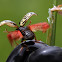 Dogwood Calligrapher Beetle