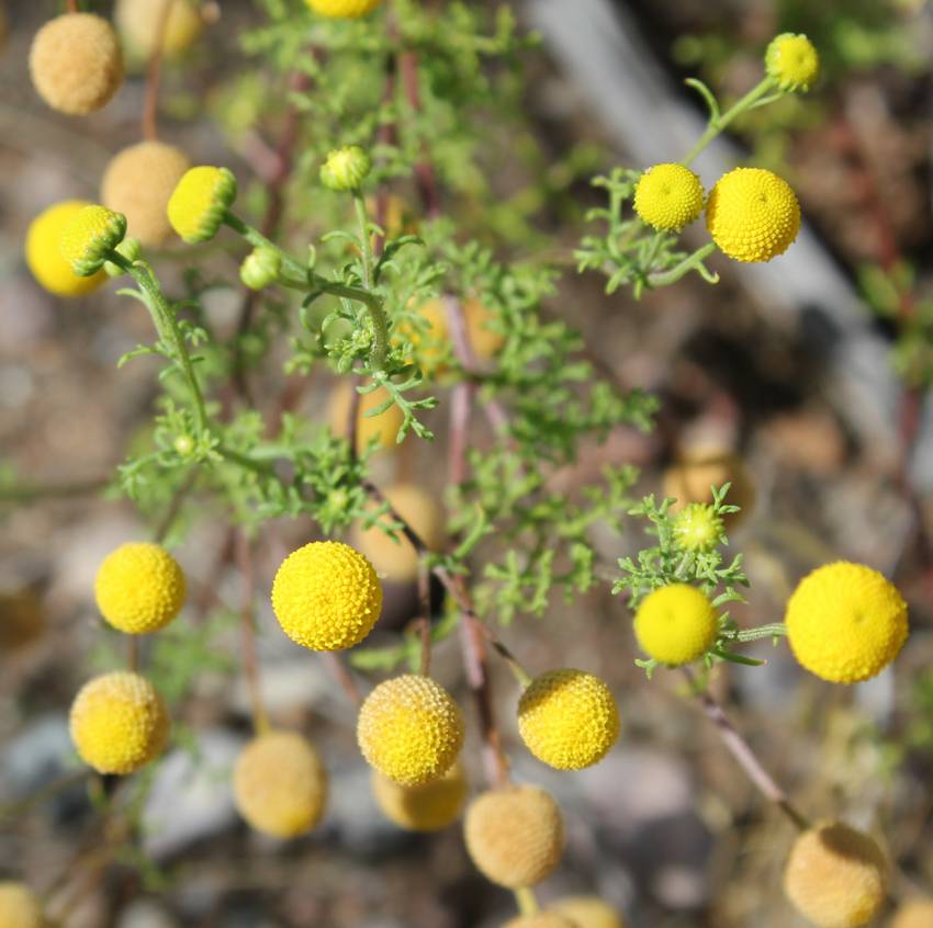 "buttonbush" desert plant