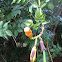 Trumpet Creeper