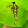 casemoth larvae