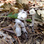 Ghost plant or Indian pipe