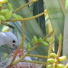 Viudita (Blue-gray tanager) with juveniles
