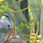 Viudita (Blue-gray tanager) with juveniles
