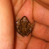 Sierran tree frog