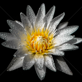 by Asher Jr Salvan - Flowers Single Flower