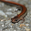 Northern zigzag salamander (zigzag phase)