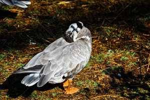Sleeping duck by Jacquiline Van Ghent -  