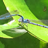 Common Blue Damselflies mating