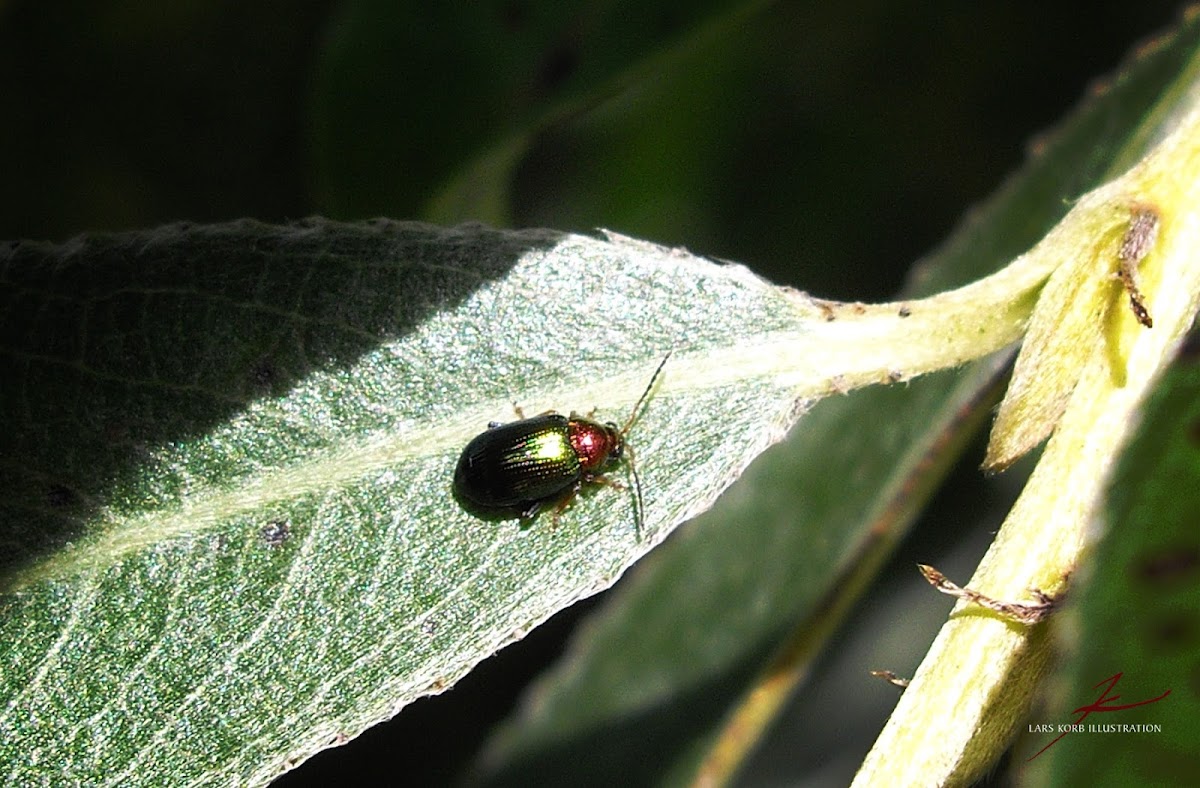Willow Flea Beetle