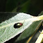 Willow Flea Beetle