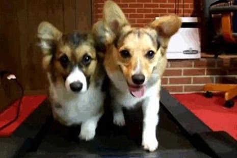 How to mod CorgiRunner 1.1 mod apk for bluestacks