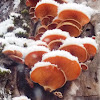 Orange Mock Oyster (Mushroom)