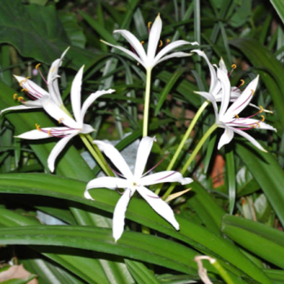 Swamp Lily | Project Noah Swamp Lily