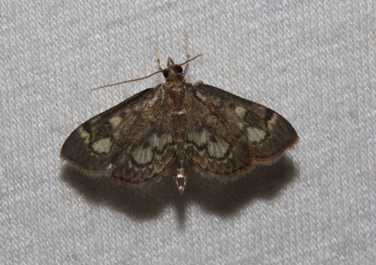 Crowned Phlyctaenia Moth