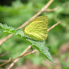 Yellow Orange Tip