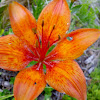 Orange lily, gorski ljiljan