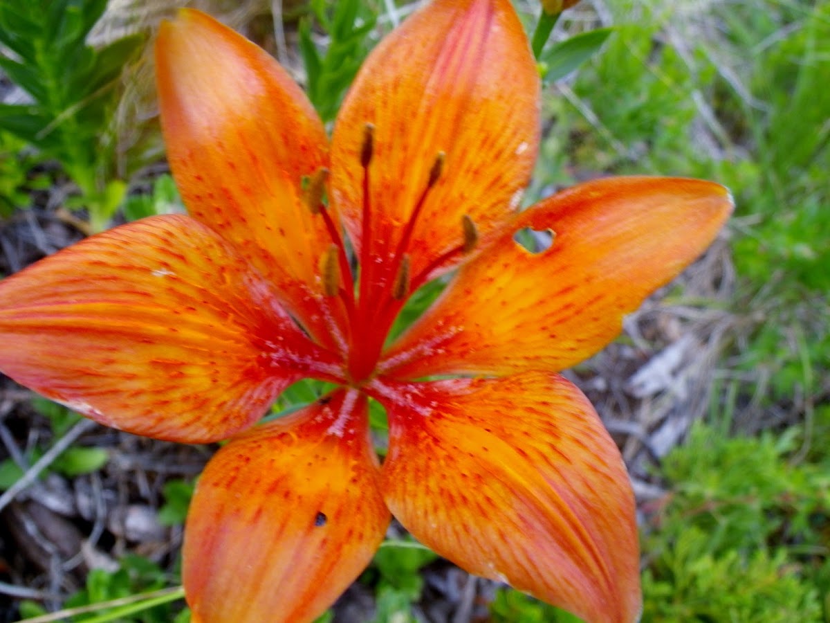 Orange lily, gorski ljiljan