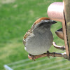 chiping sparrow