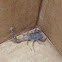 California Common Scorpion