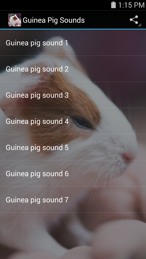 Guinea Pig Sounds Android Apps on Google Play