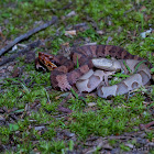 Cottonmouth and Copperhead