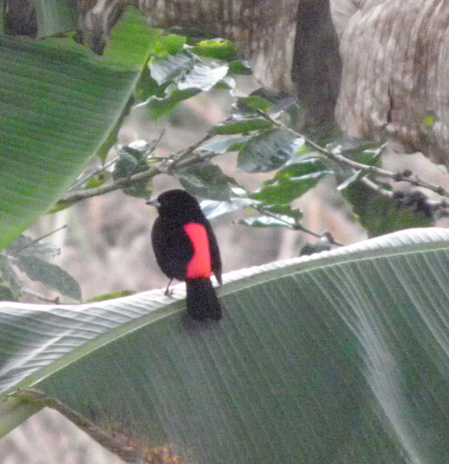 cherrie's tanager