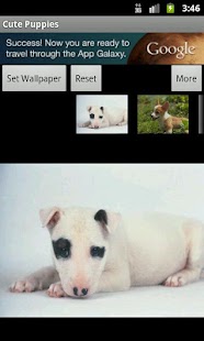 Lastest Cute Puppies Wallpaper APK for Android