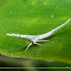 Dictyopharid Planthopper nymph