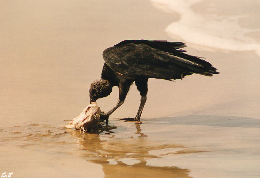 black vulture, urubu