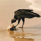 black vulture, urubu