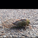 Cicada